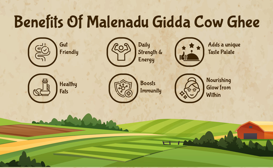 Malenadu Gidda Cow Ghee – Traditional Bilona Method | Rajamudi Organics